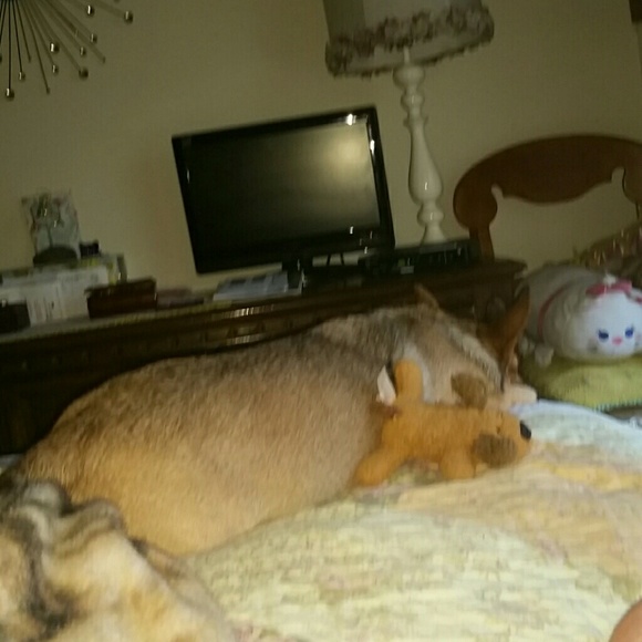 Profile Picture of Patricia Guzzone (@rqdarmeadow) on Poshmark