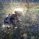 laurie grace - Instagram Profile Picture of laurie grace (@lgracedogs) on Instagram