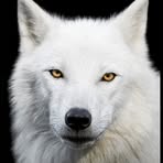 Profile Picture of Dawid Wilczek (@Dawid-Wilczek) on Facebook