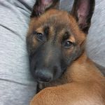 Profile Picture of Carine Damien (@shelby_malou_haut_savoyarde74) on Instagram