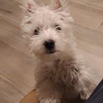 Profile Picture of John Litos (@john.litos) on Instagram