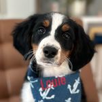 Profile Picture of Louie Witon 👑🐶 (@louiethelegend) on Instagram