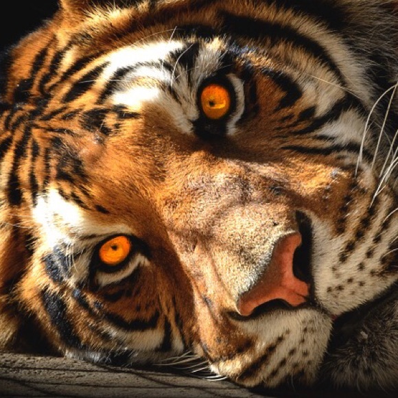 Profile Picture of Tong Zhang (@greenwi) on Poshmark