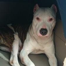 Profile Picture of Daniel Negro (@DaniNegr) on Twitter