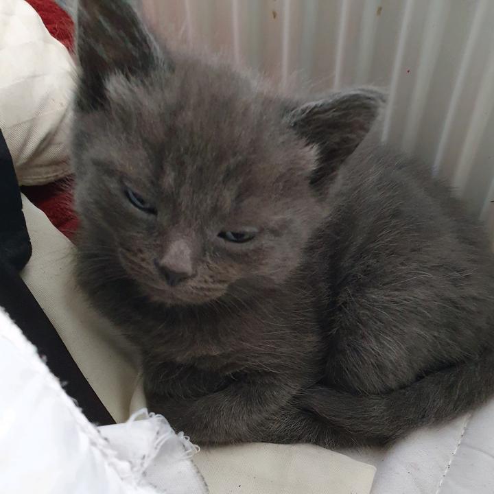 Dawn Rule - Tiktok Profile Picture of Dawn Rule (@dawnrule) on Tiktok