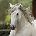 Profile Picture of Horses Of Week (@horsesofweek) on Instagram