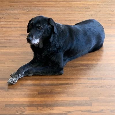 Steven Borum - Twitter Profile Picture of Steven Borum (@steven_borum) on Twitter