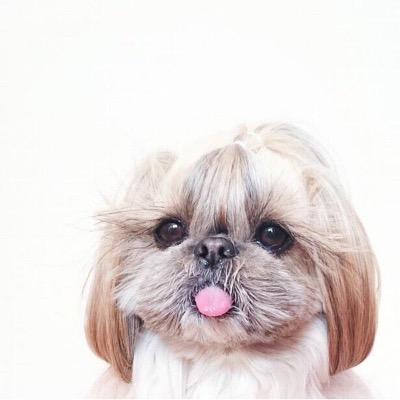 Profile Picture of Alice Chu (@alicechu1212) on Twitter