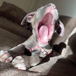 Profile Picture of 🦴Bitsy🦴 (@bitsythepitsy) on Instagram