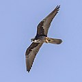 Profile Picture of Eleonora's falconon Wikipedia