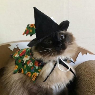 Profile Picture of Calvin Moore (@wizard_party) on Twitter