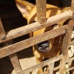 Profile Picture of Allan Pets (@strayrescue_uganda) on Instagram