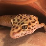 Profile Picture of Jonathan Leasure (@jonathan.leasure) on Instagram