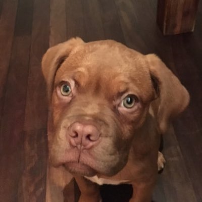 Profile Picture of Corey Cousins (@Corey_DUnicorn) on Twitter