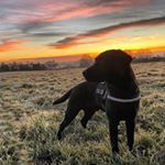 Profile Picture of Ralph the Lab 🐾 (@sir_ralph_the_lab) on Instagram