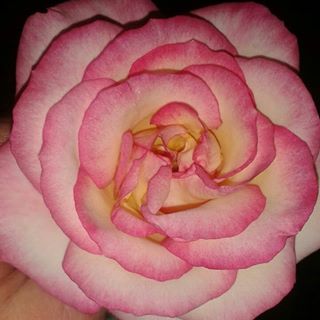 Profile Picture of Snowbunny Garrett (@Snowbunny-Garrett) on Facebook