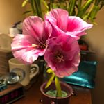 Profile Picture of Gail L. Klein (@avidreadertwo) on Instagram
