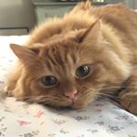 Profile Picture of Cholula 