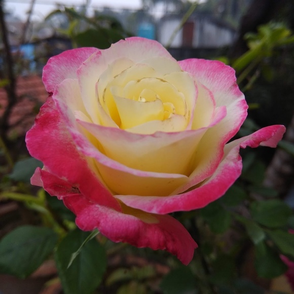 Profile Picture of Debasree Chatterjee (@antarippathak) on Poshmark