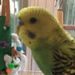 Profile Picture of Sophia Costello (@costello6244) on Pinterest