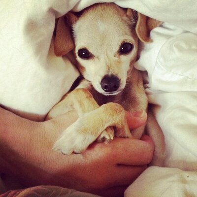 Profile Picture of Tate The Foster Dogon Twitter
