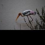 Profile Picture of 1 follower (@beverlybryant1) on Instagram