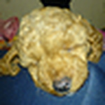 Profile Picture of Sakuya Chan (@sakuyadog) on Flickr