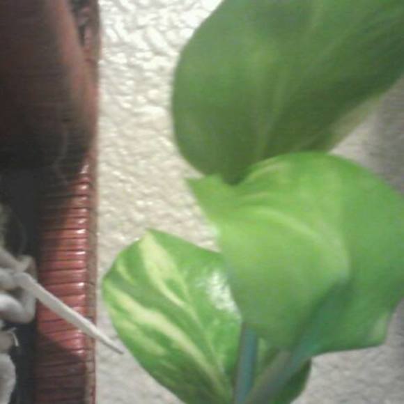 Profile Picture of Linda Mcalister (@lindajmc11) on Poshmark