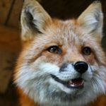 Profile Picture of Vincent (@vincent.the.fox) on Instagram