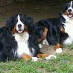 Profile Picture of Marty, Molly, Teddy (@bernerbearsofdelaware) on Instagram