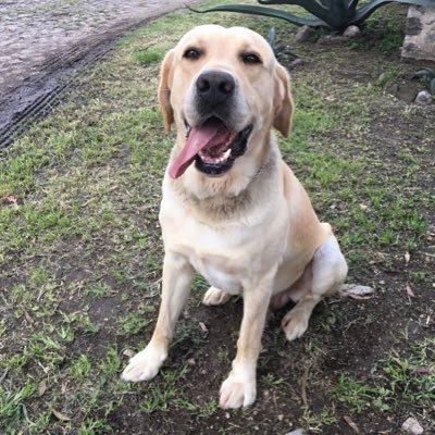 Allan Stierle - Twitter Profile Picture of Allan Stierle (@@allanstierle) on Twitter