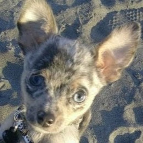 Profile Picture of Shelby Sialer (@shelbyazul) on Poshmark