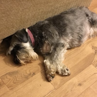 Profile Picture of Alison George 1 (@alig44) on Twitter