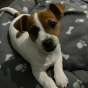 Profile Picture of Ruby The Jack Russell (@RubyJackRussell) on Youtube