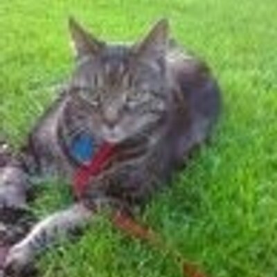 Profile Picture of Laura Mungavin (@LMungavin) on Twitter