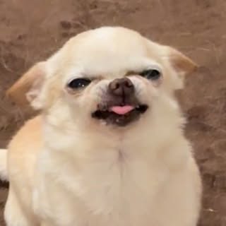 Profile Picture of Lolita (@lolitathealien) on Instagram