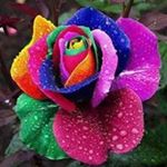 Profile Picture of 陳幗英 (@chen.guoying) on Instagram