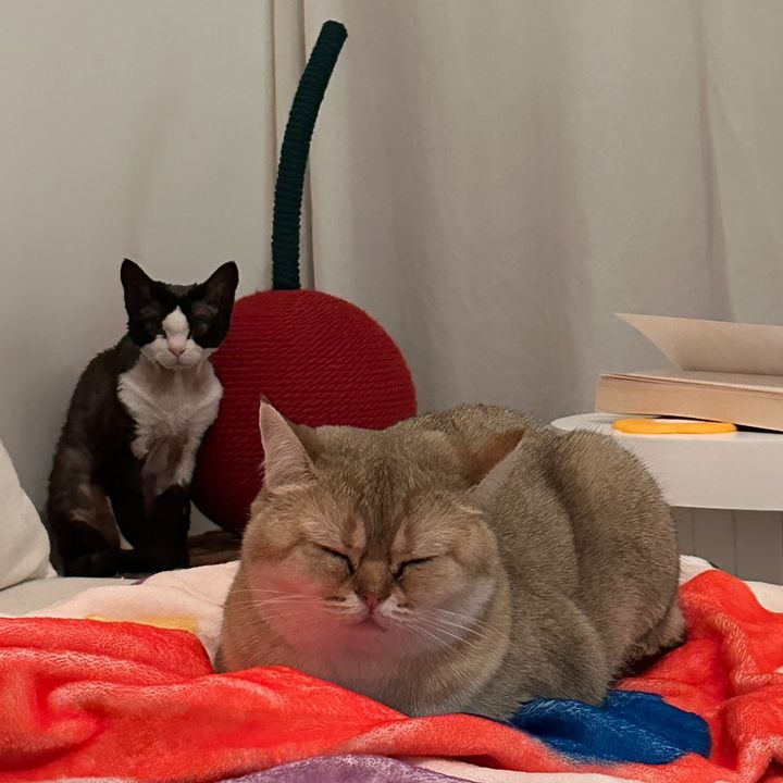 Profile Picture of Berki.Meow (@berkimeow) on Tiktok