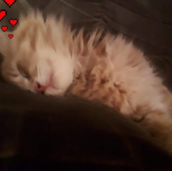 Profile Picture of Cindy Bernier (@cindybernier923) on Poshmark