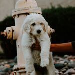 Profile Picture of Olive Strawhecker (@dogdaysofolive) on Instagram