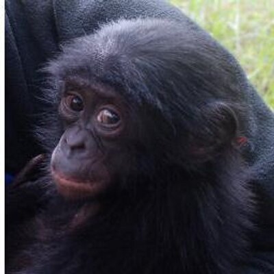 Profile Picture of Bonoboforever (@bonoboforever) on Twitter