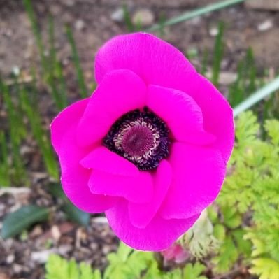 Profile Picture of Audrey Inaba (@missaudball) on Twitter