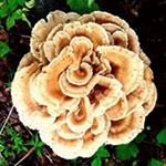 Profile Picture of Kevin Killebrew (@killebrewkevin) on Instagram