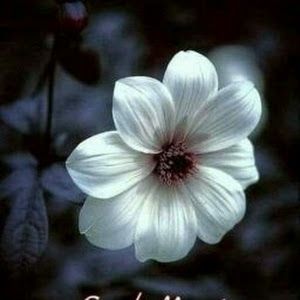 Profile Picture of ousha arjoon (@ousha.arjoon) on Tiktok