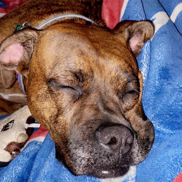 Profile Picture of Elizabeth Bline (@lizbline) on Poshmark