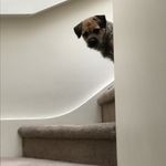 Profile Picture of Belinda Griffith (@darcy_and_wallace_braveheart_) on Instagram