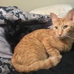 Profile Picture of Cornelius & Herbert (@catsfromthecrypt) on Instagram