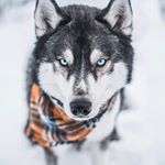Profile Picture of Альберт Деньгин (@albert_dengin) on Instagram