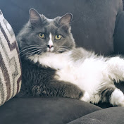 Profile Picture of Misty Borders (@mistyborders865) on Youtube