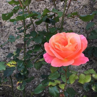 Profile Picture of Janet Sweeney (@Jadesyaya) on Twitter